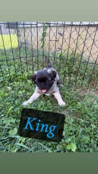 King -  Pug and Beagle Dog for Adoption in Columbus, Ohio - King | PetCurious