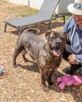 Mixed Breed Dogs Available for Adoption in Chamblee, Georgia - Popcorn Pop | PetCurious