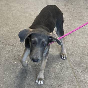 Peter -  Mixed Breed Dog for Adoption in Las Cruces, New Mexico - Peter | PetCurious