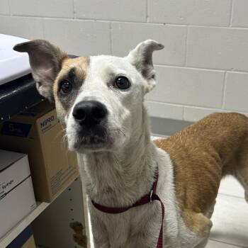 Oxy -  Jack Russell Terrier Dog for Adoption in Lufkin, Texas - Oxy | PetCurious