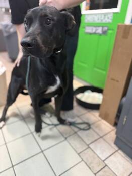 Judy -  Great Dane and Mixed Breed Dog for Adoption in Sebastian, Florida - Judy | PetCurious