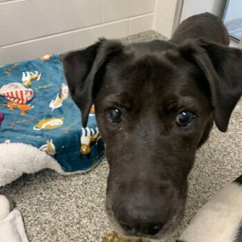 Black Labrador Retriever Dogs Available for Adoption in Morganton, North Carolina - Brody | PetCurious