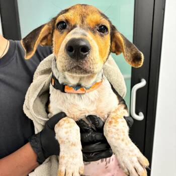 Tangina -  Bluetick Coonhound and Mixed Breed Dog for Adoption in Abilene, Texas - Tangina | PetCurious