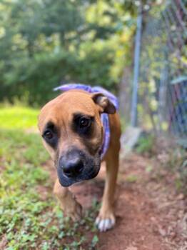 Thunder -  Mixed Breed Dog for Adoption in Winnsboro, South Carolina - Thunder | PetCurious