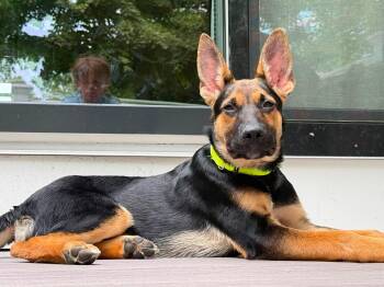 BILLY - ADOPTION FEE SPONSORED -  German Shepherd Dog Dog for Adoption in Pembroke, Massachusetts - BILLY - ADOPTION FEE SPONSORED | PetCurious