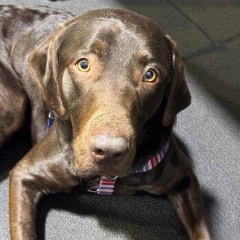 Chocolate Labrador Retriever Dogs Available for Adoption in Hollis, New Hampshire - Yogi | PetCurious