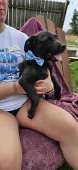Black Labrador Retriever Dogs Available for Adoption in Kirksville, Missouri - Emerson | PetCurious