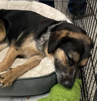 Mixed Breed Dogs Available for Adoption in Parma, Ohio - Brooke | PetCurious