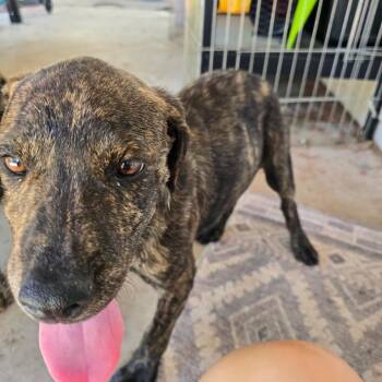 Chase -  Labrador Retriever and Dutch Shepherd Dog for Adoption in Phoenix, Arizona - Chase | PetCurious