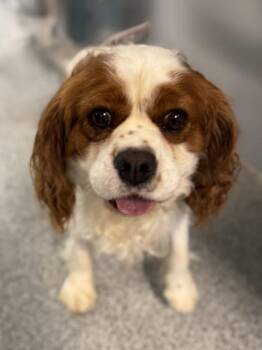 Rocky -  Cavalier King Charles Spaniel Dog for Adoption in Orland Hills, Illinois - Rocky | PetCurious