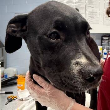 Fairlane -  Mountain Cur and Mixed Breed Dog for Adoption in Martinsville, Virginia - Fairlane | PetCurious