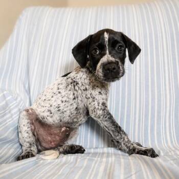 Lil Smokie -  Hound and Pointer Dog for Adoption in Carencro, Louisiana - Lil Smokie | PetCurious