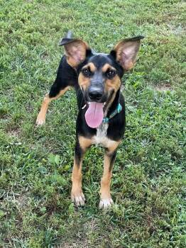 Beamer Boy -  Mixed Breed Dog for Adoption in Lacon, Illinois - Beamer Boy | PetCurious