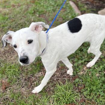 Charlie -  Pointer and Terrier Dog for Adoption in Magnolia, Texas - Charlie | PetCurious