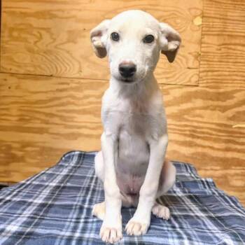 Kenny -  Yellow Labrador Retriever Dog for Adoption - Kenny | PetCurious