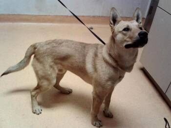 DUNE -  German Shepherd Dog and Mixed Breed Dog for Adoption in Martinez, California - DUNE | PetCurious