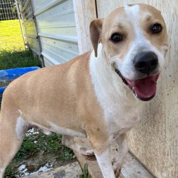 Rescue Yellow Labrador Retriever and Hound Dogs for Adoption in Covington, Virginia - George | PetCurious