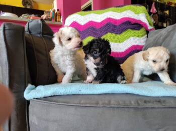 Poodle Dogs Available for Adoption - Charlotte, Emily And Anne Brontë  | PetCurious
