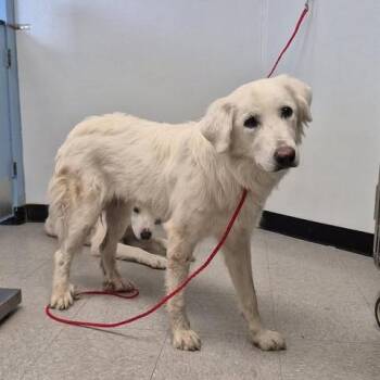 Angelo 26-06-118 -  Great Pyrenees Dog for Adoption in Bastrop, Texas - Angelo 26-06-118 | PetCurious