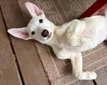French Breakfast -  Australian Cattle Dog Blue Heeler and Labrador Retriever Dog for Adoption in Fort Lupton, Colorado - French Breakfast | PetCurious