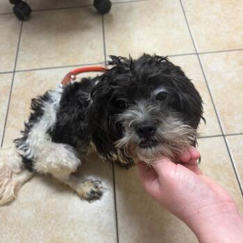 Shih Tzu Dogs Available for Adoption in Pekin, Illinois - Mogwai | PetCurious