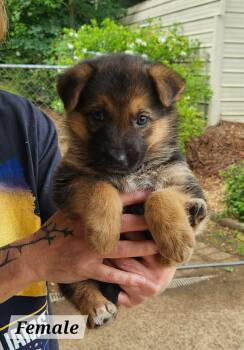 Liberty -  German Shepherd Dog Dog for Adoption in West Palm Beach, Florida - Liberty | PetCurious