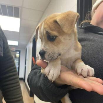 Mixed Breed Dogs Available for Adoption - Scarlette (SPONSORED ADOPTION) | PetCurious