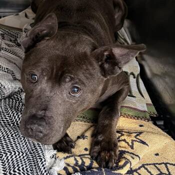 Pit Bull Terrier Dogs Available for Adoption - Big Grizz | PetCurious