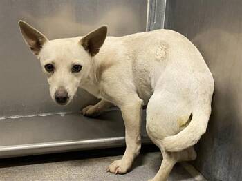 Chihuahua Dogs Available for Adoption - A606966 | PetCurious