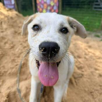 Waffles -  Mixed Breed Dog for Adoption in New Smyrna Beach, Florida - Waffles | PetCurious