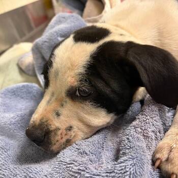 Mixed Breed Dogs Available for Adoption in Asheville, North Carolina - Luke | PetCurious