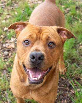 Truman -  Mixed Breed Dog for Adoption in Chamblee, Georgia - Truman | PetCurious