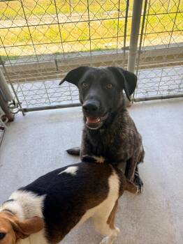 Cane Corso Dogs Available for Adoption in Morgantown, Kentucky - Meeka | PetCurious