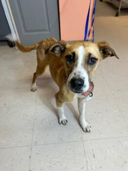 Hound Dogs Available for Adoption - Gracie | PetCurious