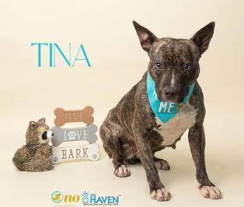 Tina -  Terrier and Mixed Breed Dog for Adoption in Fairhope, Alabama - Tina | PetCurious