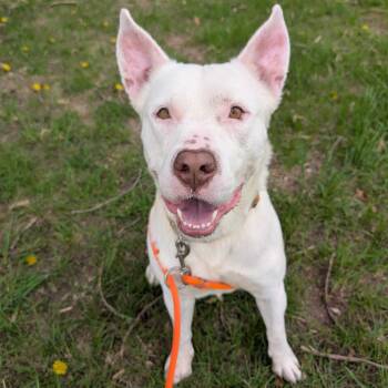 Petey -  American Staffordshire Terrier and Mixed Breed Dog for Adoption in Grand Rapids, Michigan - Petey | PetCurious