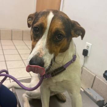 Mixed Breed Dogs Available for Adoption in Charleston, West Virginia - Stevie Lass | PetCurious