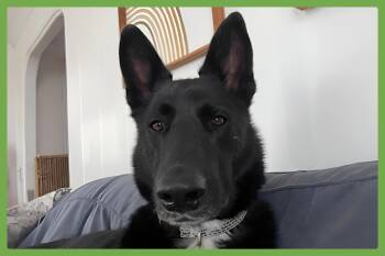 Rescue German Shepherd Dog Dogs for Adoption in Amherst, Massachusetts - Luca | PetCurious