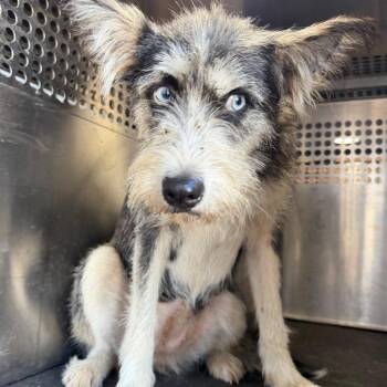 Renae -  Terrier Dog for Adoption in Birmingham, Alabama - Renae | PetCurious