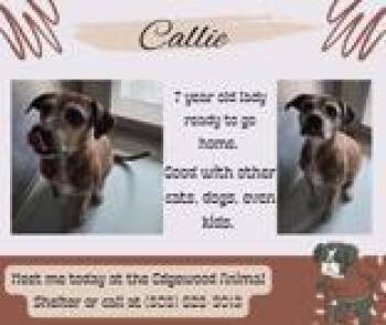 Callie -  American Staffordshire Terrier Dog for Adoption in Edgewood, New Mexico - Callie | PetCurious