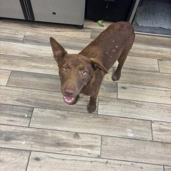 Labrador Retriever and Australian Cattle Dog Blue Heeler Dogs Available for Adoption - Asher | PetCurious