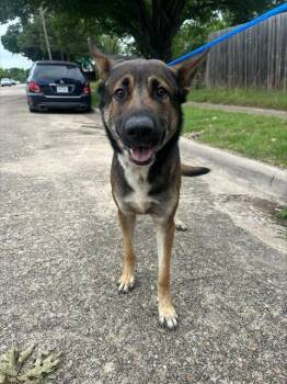 German Shepherd Dog Dogs Available for Adoption in Dallas, Texas - PETER | PetCurious