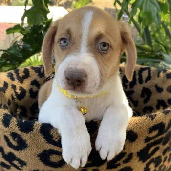Shepherd and Hound Dogs Available for Adoption in San Diego, California - Africa Pup - Malawi | PetCurious