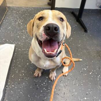Mixed Breed Dogs Available for Adoption in Columbiana, Alabama - Samuel | PetCurious