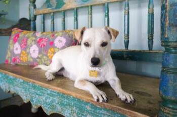 Sookie -  Chihuahua and Labrador Retriever Dog for Adoption in San Antonio, Texas - Sookie | PetCurious