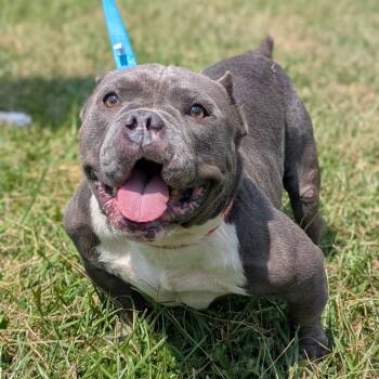 Rescue American Bulldog and Pit Bull Terrier Dogs for Adoption in Tyrone, Georgia - Mars 09-0705 | PetCurious