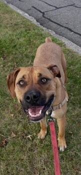 Boxer and Pit Bull Terrier Dogs Available for Adoption in Meriden, Connecticut - Thor | PetCurious