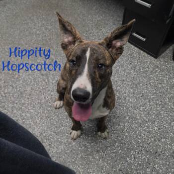 Hippity Hopscotch -  Mixed Breed Dog for Adoption in Parkersburg, West Virginia - Hippity Hopscotch | PetCurious
