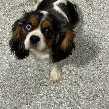 Lilly 17 lbs -  Cavalier King Charles Spaniel Dog for Adoption in Antwerp, Ohio - Lilly 17 Lbs | PetCurious