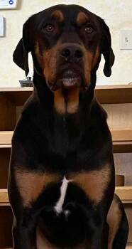 Rottweiler Dogs Available for Adoption - Riley | PetCurious